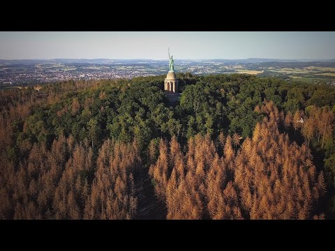 LIEBER WALD - Klimakrise und Waldsterben 2020