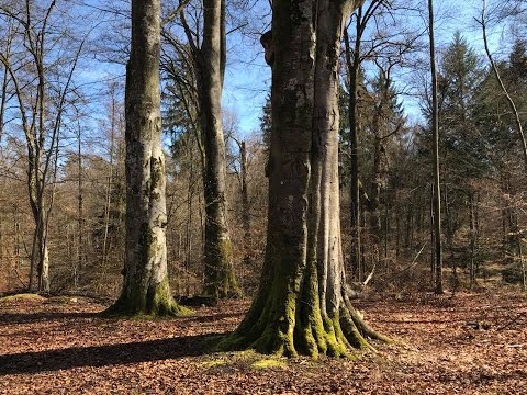 Was gerade im Stuttgarter Wald und in der Politik läuft, wie sich jeder für den Wald einsetzen kann.