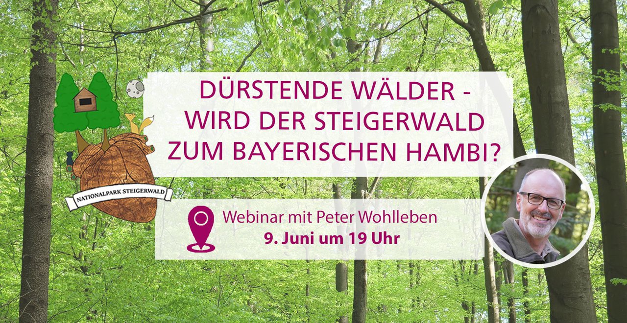 Dürstende Wälder - Wird der Steigerwald zum bayerischen Hambi?