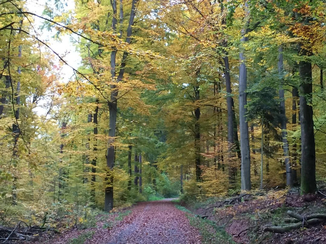 Waldspaziergang mit Bürgerinitiative Stuttgarter Wald